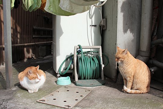太田区のねこ