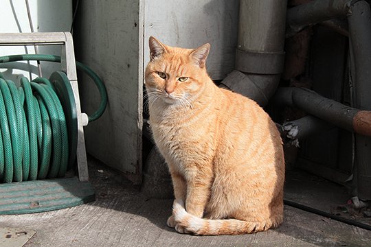 太田区のねこ