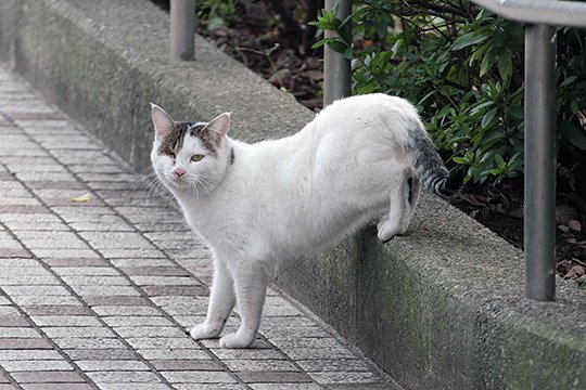 太田区のねこ