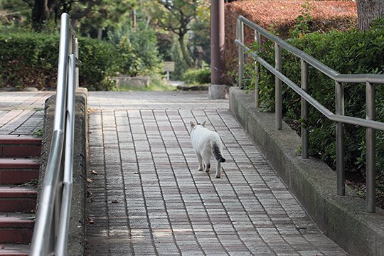 太田区のねこ