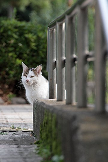 太田区のねこ