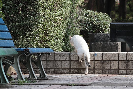 太田区のねこ