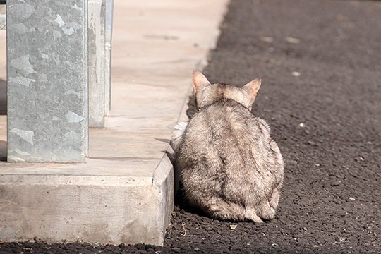 太田区のねこ