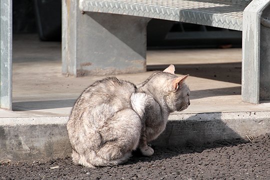 太田区のねこ