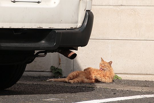 太田区のねこ