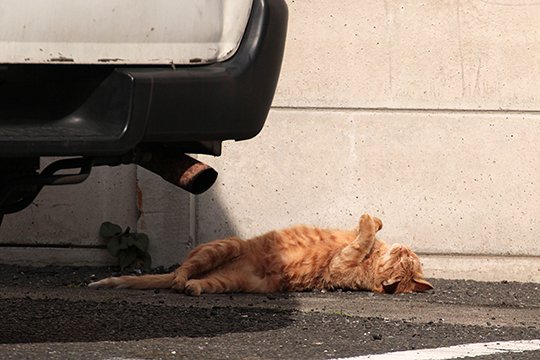 太田区のねこ