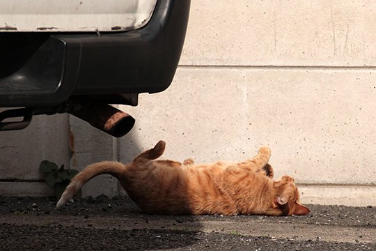 太田区のねこ