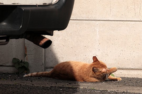 太田区のねこ