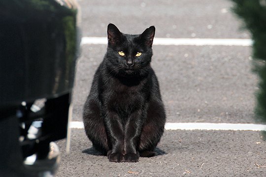 太田区のねこ