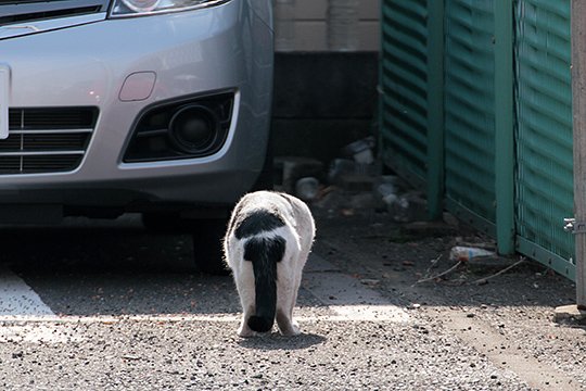 太田区のねこ