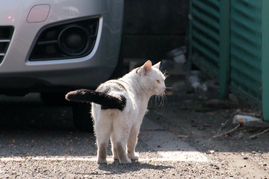 太田区のねこ