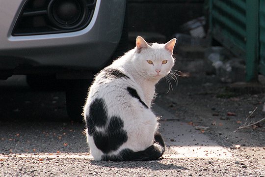 太田区のねこ