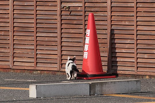 太田区のねこ