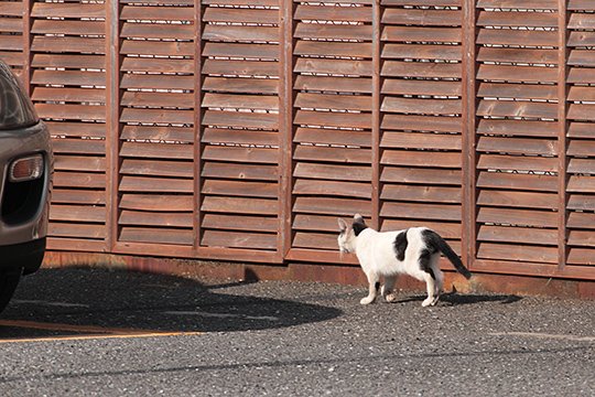 太田区のねこ