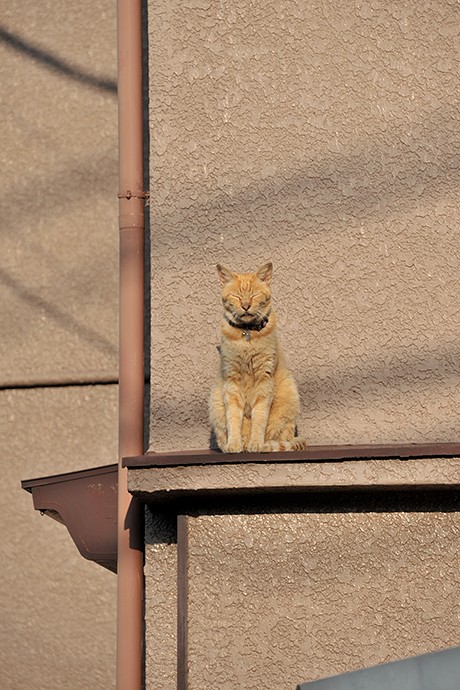 太田区のねこ