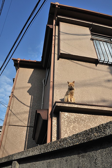 太田区のねこ