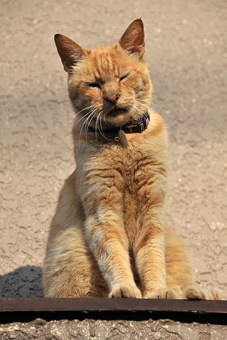 太田区のねこ