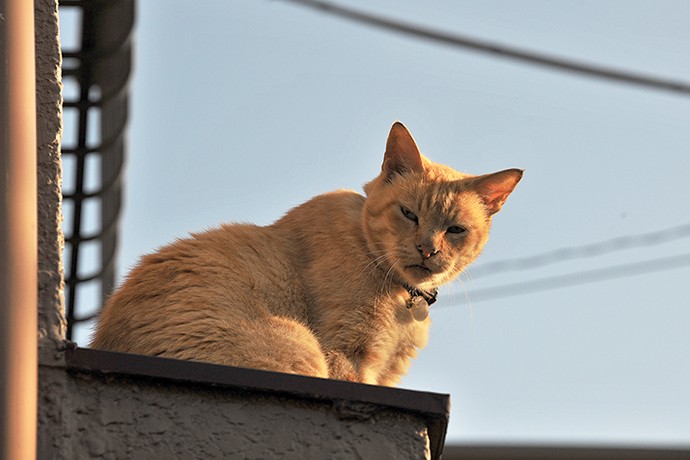 太田区のねこ