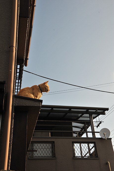 太田区のねこ