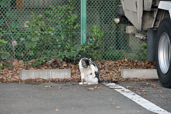 太田区のねこ