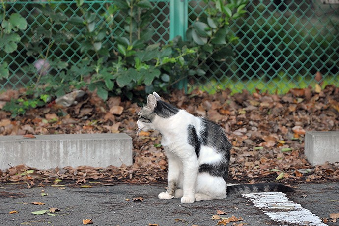 太田区のねこ