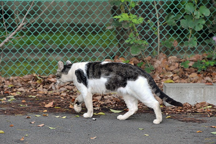 太田区のねこ