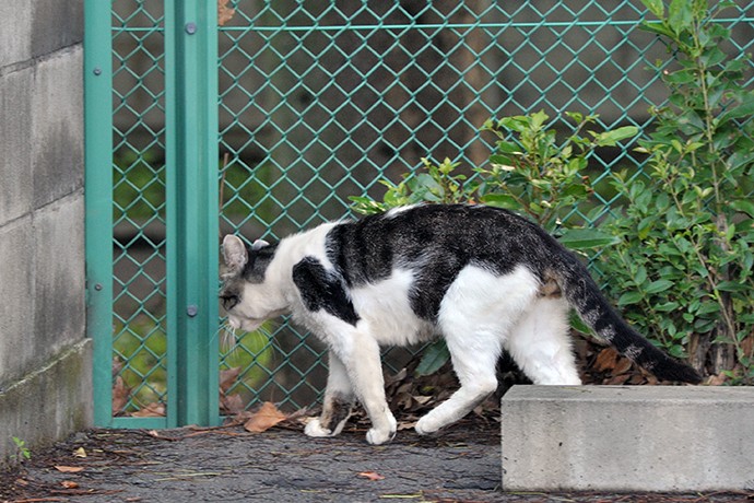 太田区のねこ