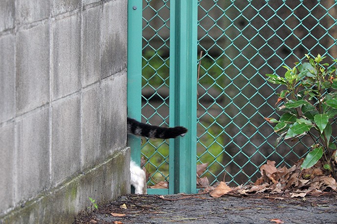 太田区のねこ