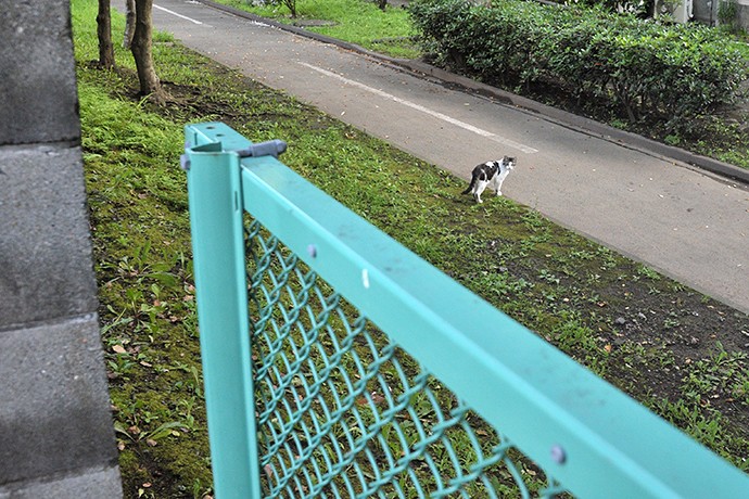 太田区のねこ