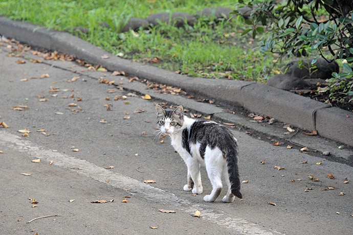 太田区のねこ