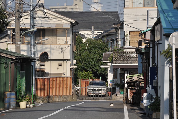 太田区のねこ