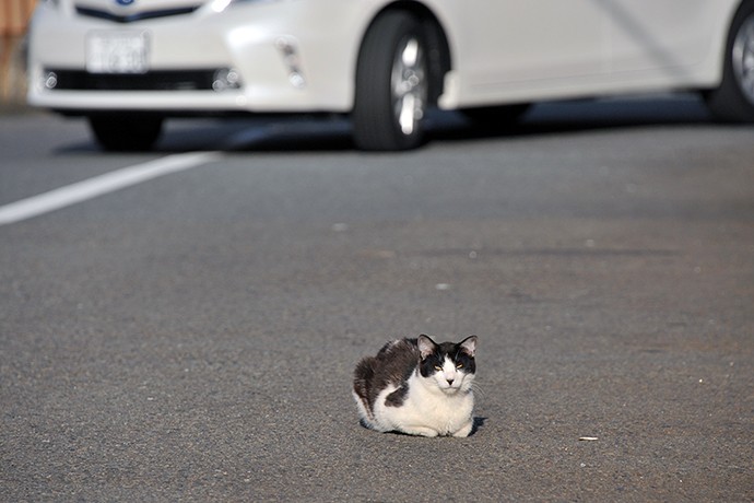 太田区のねこ