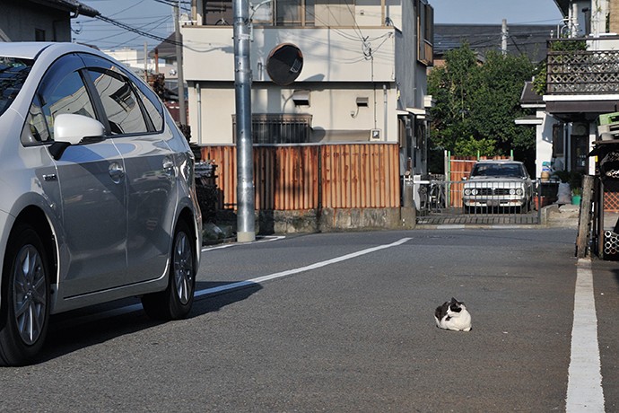 太田区のねこ