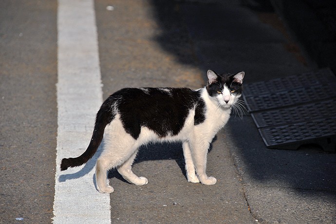 太田区のねこ