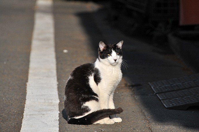 太田区のねこ