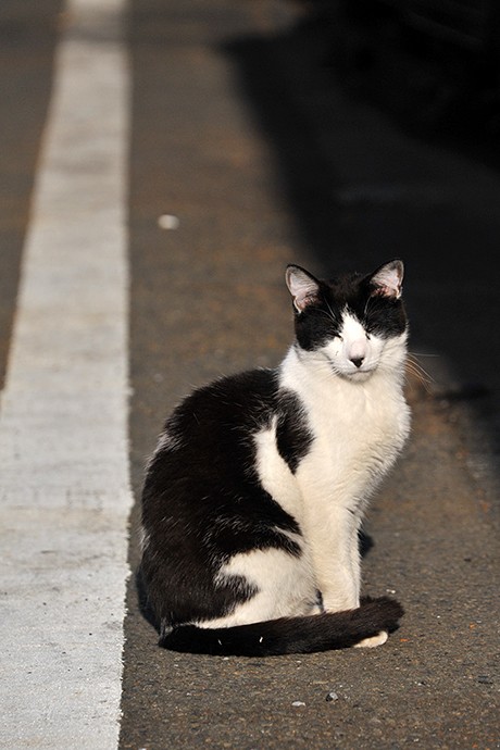 太田区のねこ