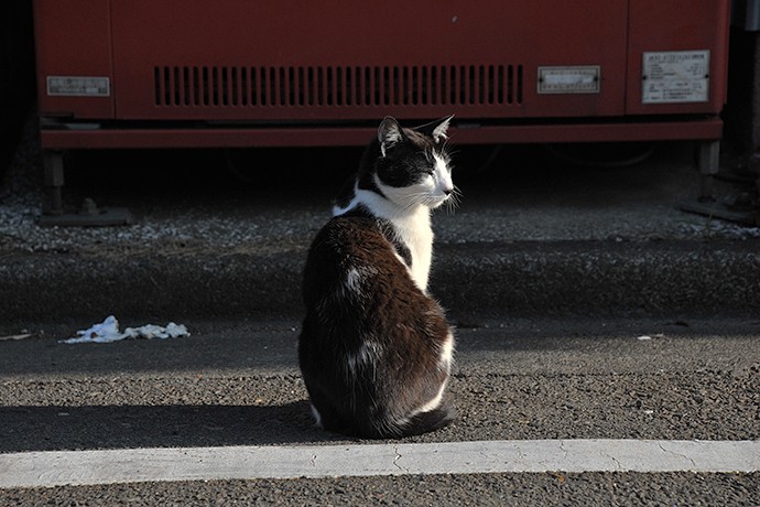 太田区のねこ