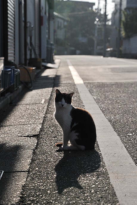 太田区のねこ