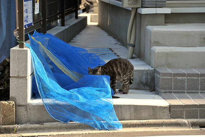 太田区のねこ