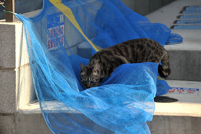 太田区のねこ