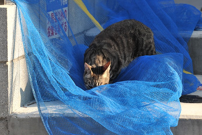 太田区のねこ