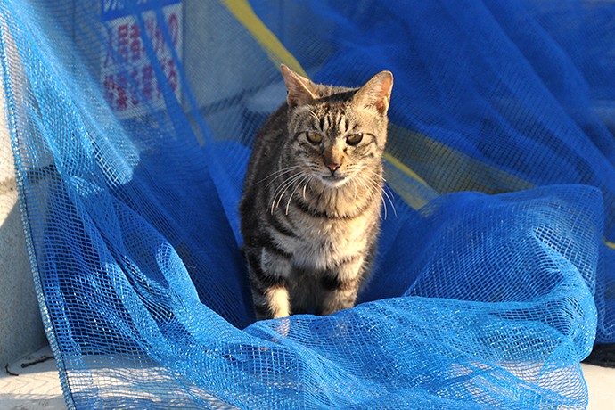 太田区のねこ