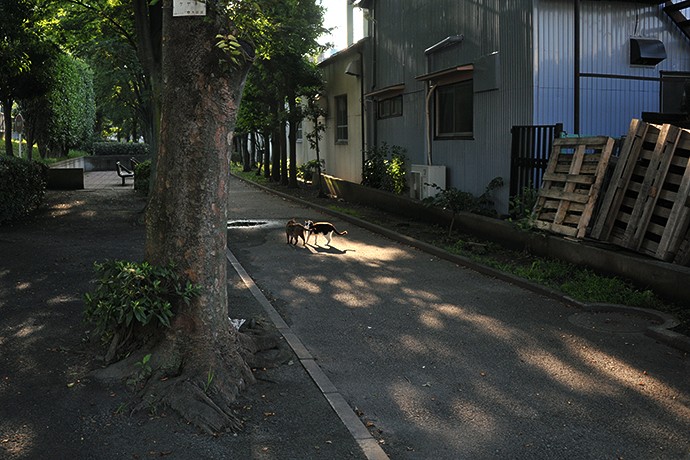 太田区のねこ