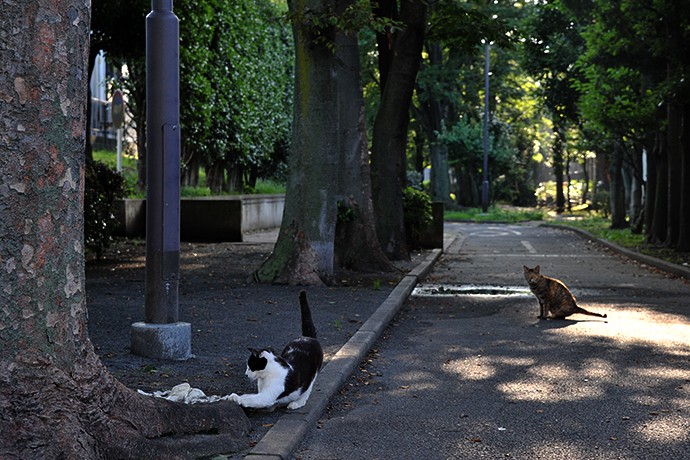 太田区のねこ