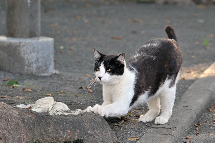 太田区のねこ