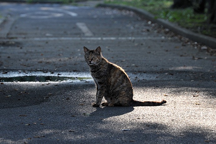 太田区のねこ