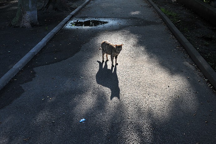 太田区のねこ