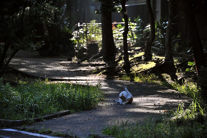 太田区のねこ