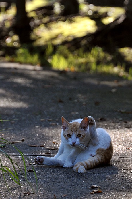 太田区のねこ