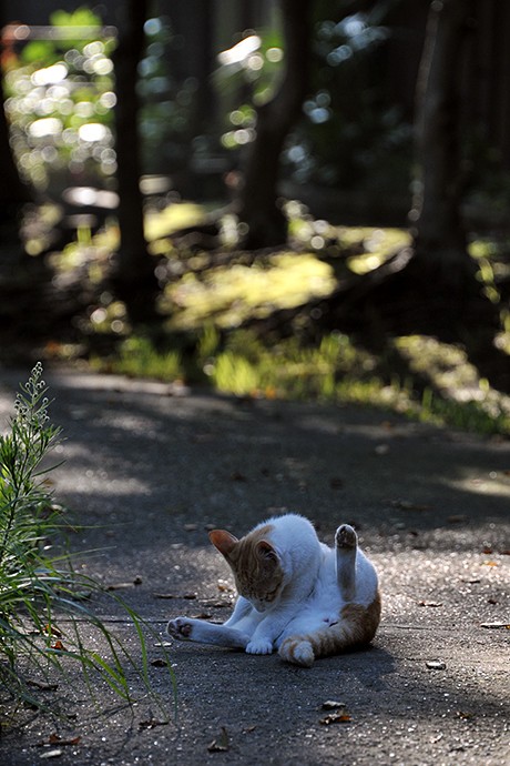 太田区のねこ